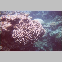 frilly coral.jpg